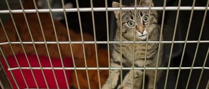 Hayvan nakillerine ilişkin düzenleme ertelendi