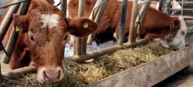 Hayvan üreticileri 'telafi desteği' kapsamında atılacak adımları bekliyor