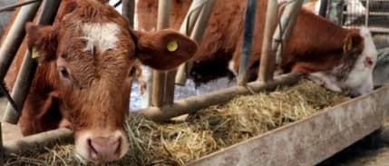 Hayvan üreticileri 'telafi desteği' kapsamında atılacak adımları bekliyor