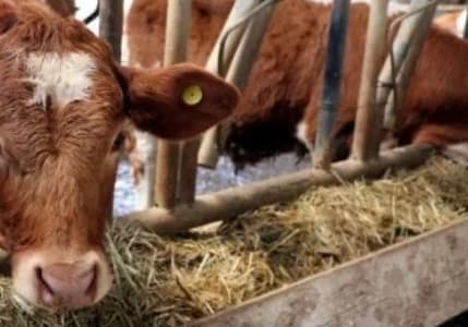 Hayvan üreticileri 'telafi desteği' kapsamında atılacak adımları bekliyor