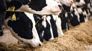 Hayvancılık destek uygulanmasında düzenlemeye gidildi