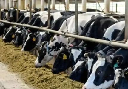 Hayvancılıkta performansa dayalı destek dönemi başladı