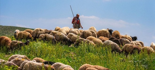 Hayvancılık sorununa yabancı çoban çözümü