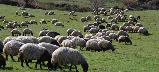 Hayvancılıkta 5 yıllık yol haritası bugün açıklanacak