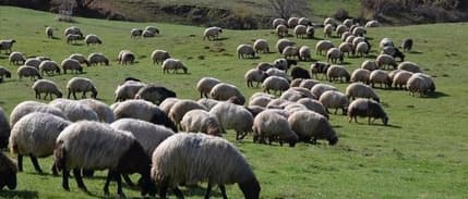 Hayvancılıkta 5 yıllık yol haritası bugün açıklanacak