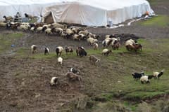 Hayvancılıkta sürdürülebilirlik için 100 baş hayvan ve bakım desteği