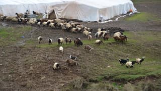 Hayvancılıkta sürdürülebilirlik için 100 baş hayvan ve bakım desteği