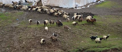 Hayvancılıkta sürdürülebilirlik için 100 baş hayvan ve bakım desteği