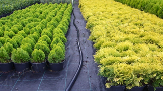 Hedef, Fidancılıkta İthalatın Önüne Geçmek