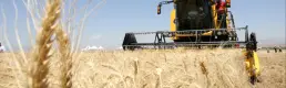 Hububat üreticilerine 120 milyar lira ödeme yapıldı