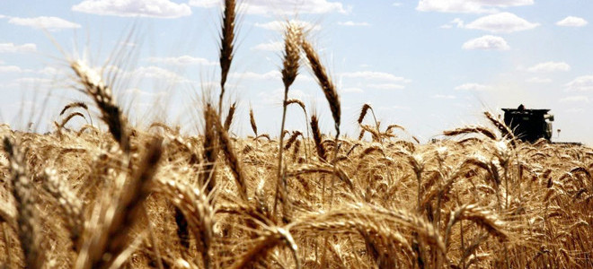 Hububat üretiminde gözler yağışlara çevrildi