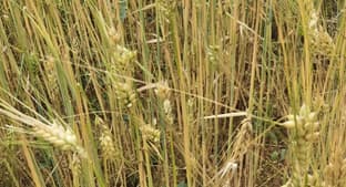 Hububatta rekolte beklentisi yükseldi: Gözler ilkbahar yağışlarında