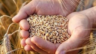 Hububatta üretim hedefi açıklandı