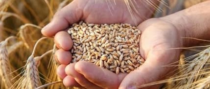 Hububatta üretim hedefi açıklandı