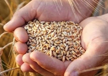 Hububatta üretim hedefi açıklandı