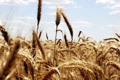 Hürmüz endişeleri buğday fiyatlarını yükseltti