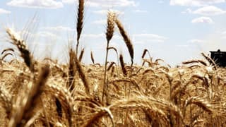 Hürmüz endişeleri buğday fiyatlarını yükseltti