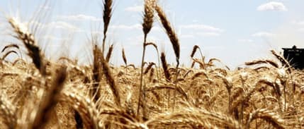 Hürmüz endişeleri buğday fiyatlarını yükseltti