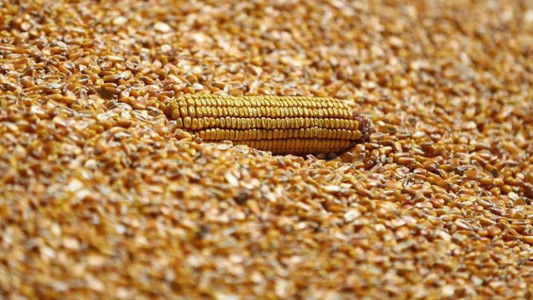 Hürmüz krizi mısır fiyatlarını iki haftanın zirvesine taşıdı