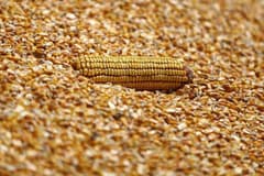 Hürmüz krizi mısır fiyatlarını iki haftanın zirvesine taşıdı