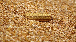 Hürmüz krizi mısır fiyatlarını iki haftanın zirvesine taşıdı