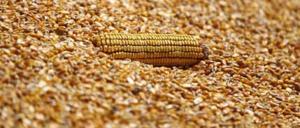 Hürmüz krizi mısır fiyatlarını iki haftanın zirvesine taşıdı