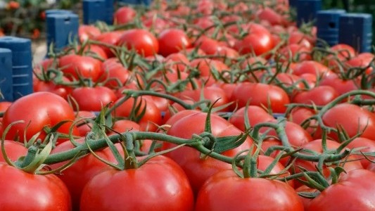İBB verileri açıklandı: İstanbullular şubatta en çok domates ve portakal tüketti