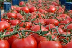 İBB verileri açıklandı: İstanbullular şubatta en çok domates ve portakal tüketti