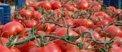 İBB verileri açıklandı: İstanbullular şubatta en çok domates ve portakal tüketti