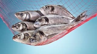 İç Anadolu'dan Dünyaya Balık Ihraç Ediyorlar 