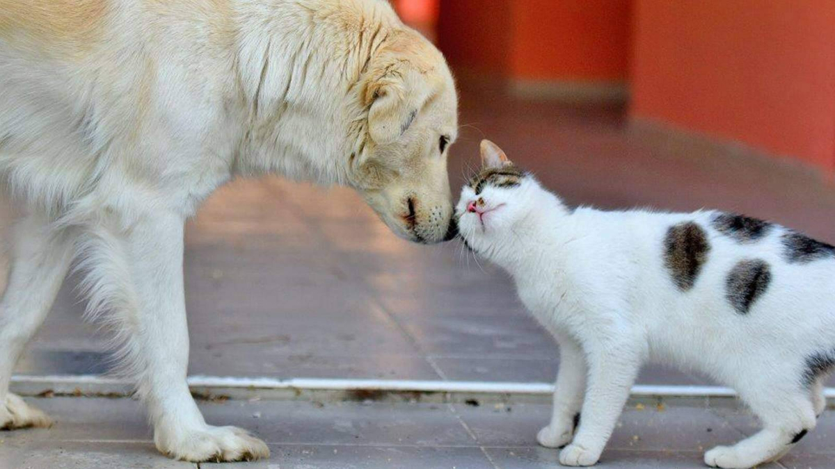 İçişleri Bakanlığı duyurdu: Sokak hayvanlarının yüzde 78'i toplandı