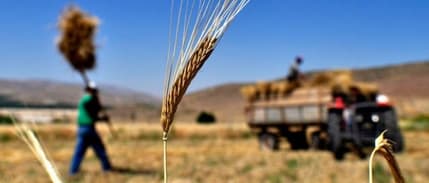 IGC: Küresel Soya Fasulyesi Üretimi 2018/19’Da 28 Milyon Ton Artacak