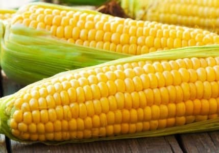 Igc'ye Göre Dünya Mısır Tüketimi Artacak