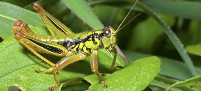 İklim değişikliği tarımı tehdit ediyor: Böcekler ölmedi, ürünler risk altında!