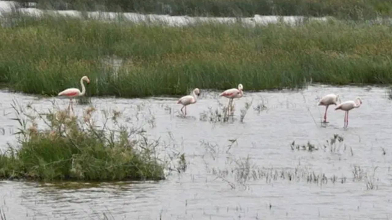 İklim krizi ve plansız kentleşme sulak alanları haritadan siliyor