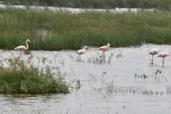 İklim krizi ve plansız kentleşme sulak alanları haritadan siliyor