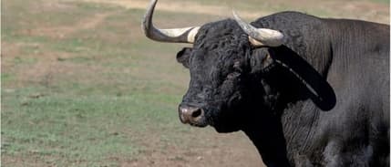 İlk boğa sperması ihracatı Azerbaycan'a yapıldı