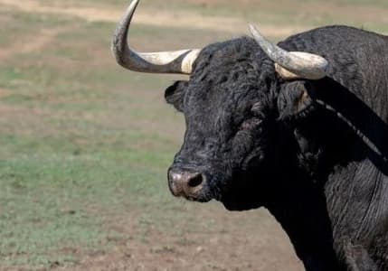 İlk boğa sperması ihracatı Azerbaycan'a yapıldı