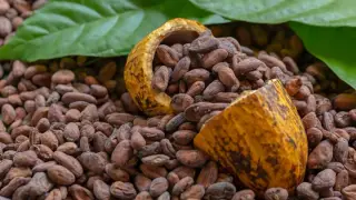 ING: Kakao talebi güçleniyor, tahıl stokları artıyor