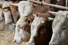 IPARD III Programı 2026 yılı çağrı takvimi yayımlandı