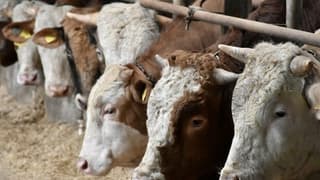 IPARD III Programı 2026 yılı çağrı takvimi yayımlandı