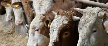 IPARD III Programı 2026 yılı çağrı takvimi yayımlandı