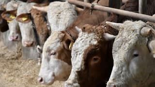 IPARD III Programı için 7. başvuru çağrı ilanı yayımlandı