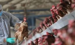 İrfan Donat'tan kuş gribi uyarısı: Tedbirler alınmazsa faturası ağır olur