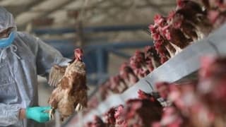 İrfan Donat'tan kuş gribi uyarısı: Tedbirler alınmazsa faturası ağır olur