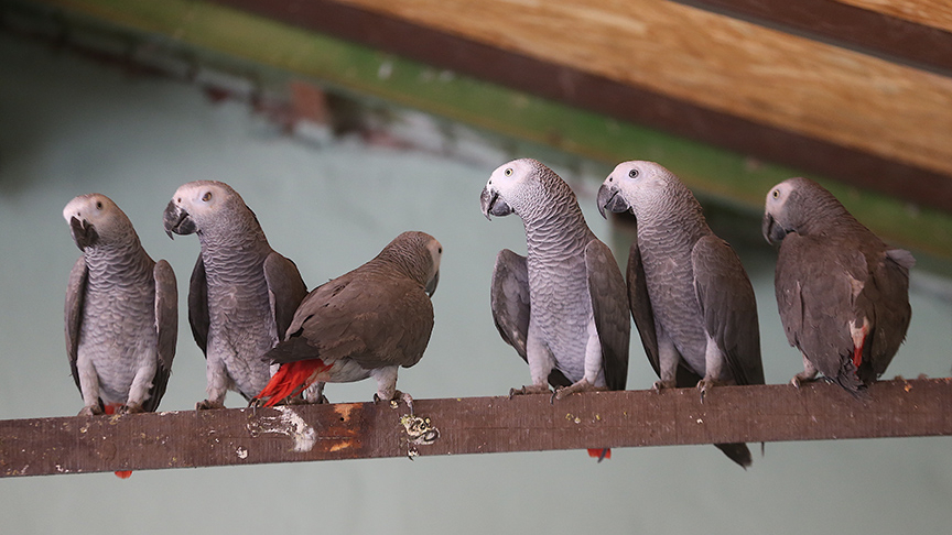İstanbul'da petshop operasyonu: 39 papağana el konuldu