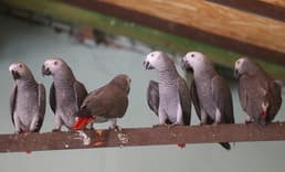 İstanbul'da petshop operasyonu: 39 papağana el konuldu