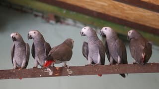 İstanbul'da petshop operasyonu: 39 papağana el konuldu