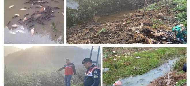 İstanbul'daki balık ölümleri cezasız kalmadı