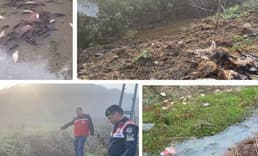 İstanbul'daki balık ölümleri cezasız kalmadı